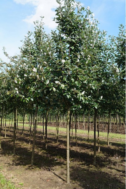 Горобина круглолиста Магніфіка